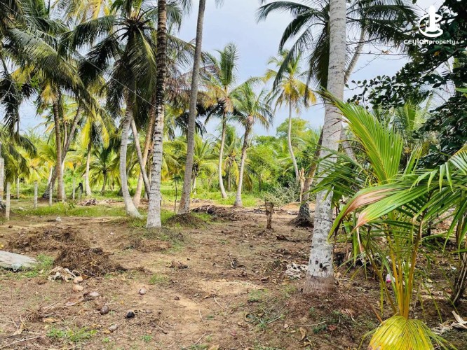 Land for Sale in Tangalla - Land for Sale in Tangalla - photo 6