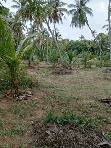 Land for Sale in Tangalla - Land for Sale in Tangalla - photo 2