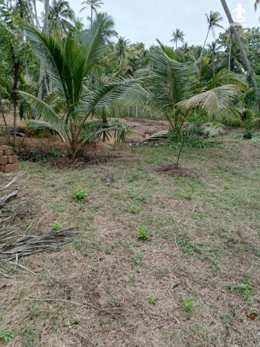 Land for Sale in Tangalla - Land for Sale in Tangalla - photo 3