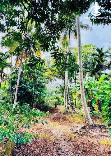 Land for Sale in Kurunegala - Land for Sale in Kurunegala - photo 2