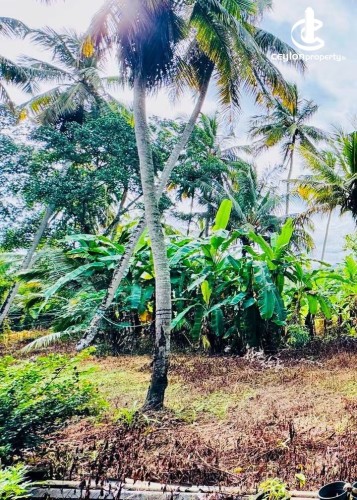 Land for Sale in Kurunegala - Land for Sale in Kurunegala - photo 4