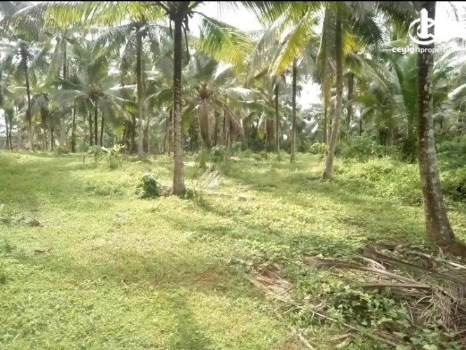 Land for Sale in Gampaha - Land for Sale in Gampha - photo 1