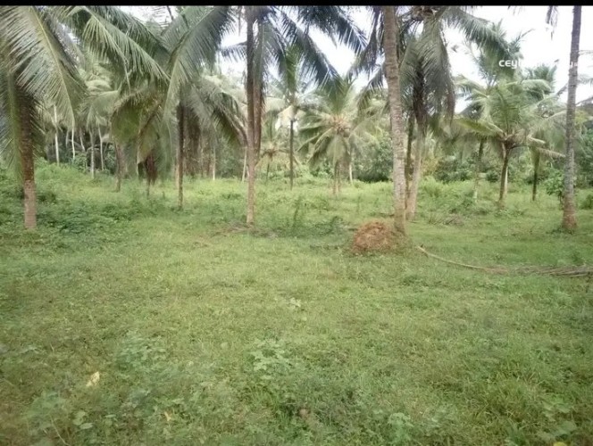Land for Sale in Gampaha - Land for Sale in Gampha - photo 2