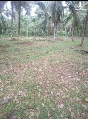 Land for Sale in Gampaha - Land for Sale in Gampha - photo 3