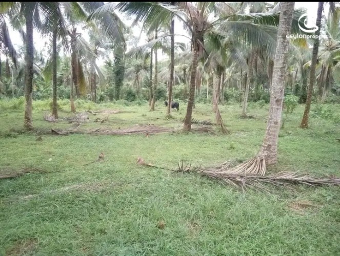 Land for Sale in Gampaha - Land for Sale in Gampha - photo 4
