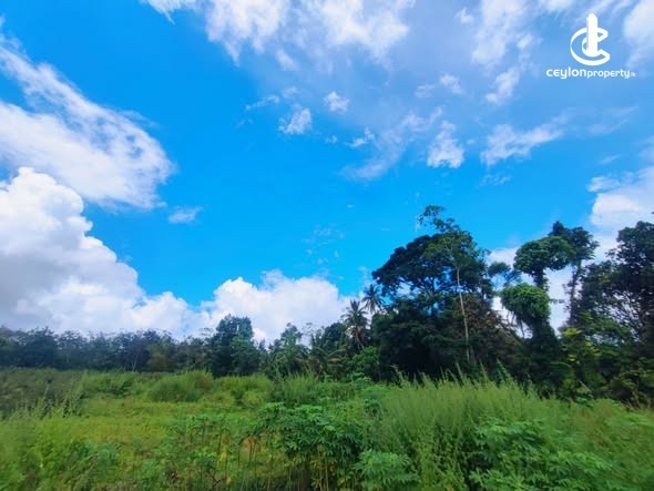 Land for Sale in Colombo 15 (Mattakkuliya) - Land for Sale in Colombo - photo 1