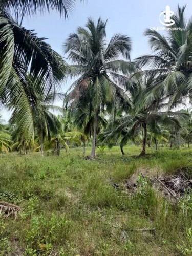 Land for Sale in Chilaw - Land for Sale in Chilaw - photo 4