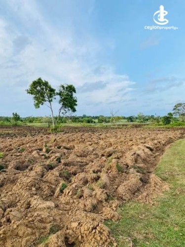 Land for Sale in Anamaduwa - Land for Sale in Anamaduwa - photo 1