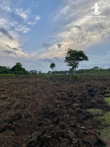 Land for Sale in Anamaduwa - Land for Sale in Anamaduwa - photo 2