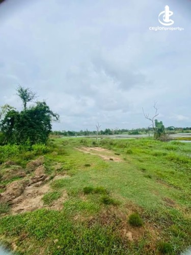 Land for Sale in Anamaduwa - Land for Sale in Anamaduwa - photo 3