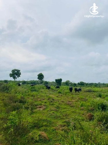 Land for Sale in Anamaduwa - Land for Sale in Anamaduwa - photo 4