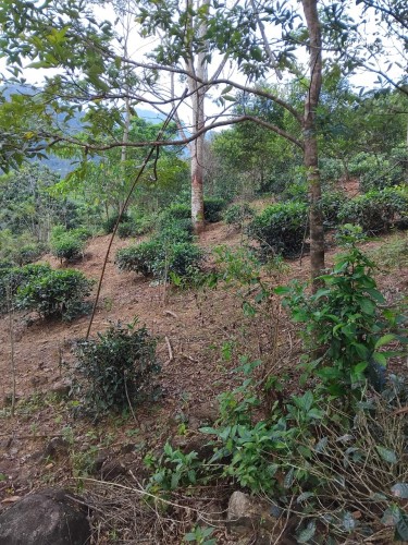 Land for Sale in Ginigathena - Land for Sale in Ginigathena - photo 5