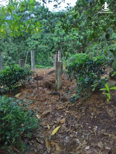 Land for Sale in Ginigathena - Land for Sale in Ginigathena - photo 10