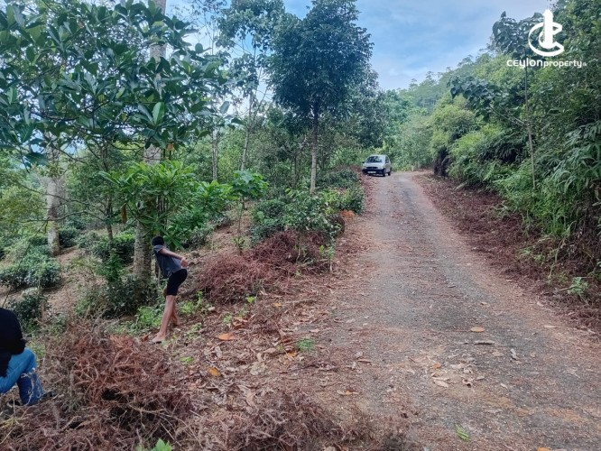Land for Sale in Ginigathena - Land for Sale in Ginigathena - photo 11