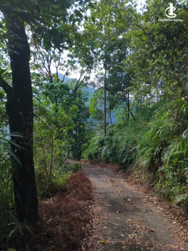 Land for Sale in Ginigathena - Land for Sale in Ginigathena - photo 14