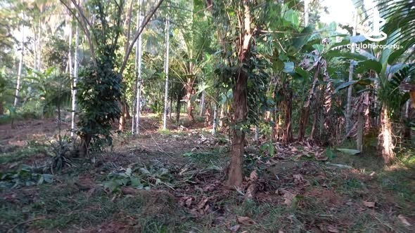 Land for Sale in Alawwa - Land for sale in Alawwa - photo 1