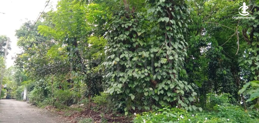Land for Sale in Kadawatha - 18P Land for Sale 3km from Kadawatha - photo 1