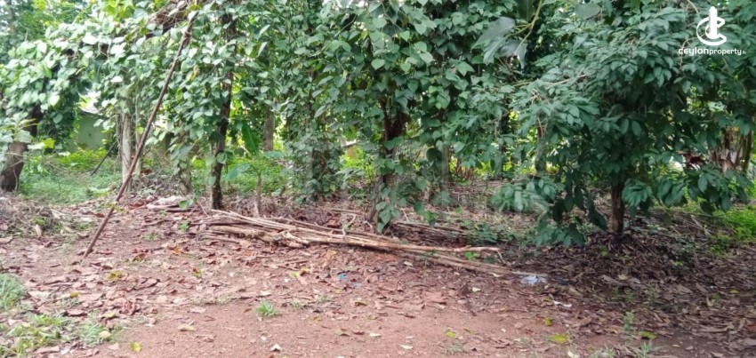 Land for Sale in Kadawatha - 18P Land for Sale 3km from Kadawatha - photo 2