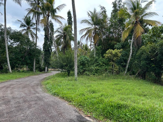 Land for Sale in Gampaha - Gampaha - Hiripitiya Large Coconut Land with a Large House for Sale - photo 2