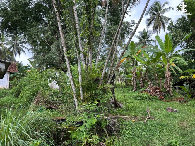 Land for Sale in Gampaha - Gampaha - Hiripitiya Large Coconut Land with a Large House for Sale - photo 6