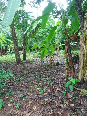Land for Sale in Kottawa - Land for Sale in Kottawa