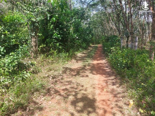 Land for Sale in Dodangoda - Land for Sale in Dodangoda