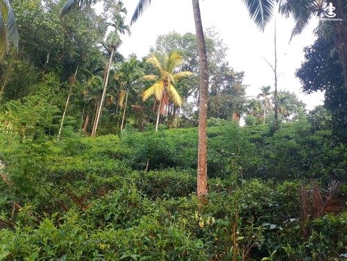 Land for Sale in Kalawana - Land for Sale in Kalawana
