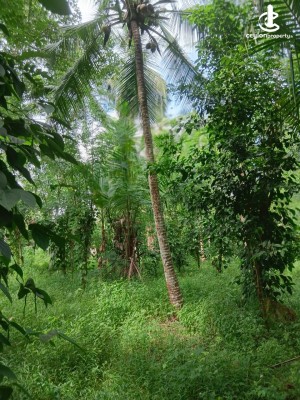 Land for Sale in Minuwangoda - Land for Sale in Minuwangoda