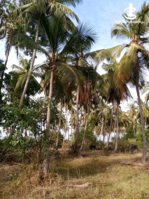 Land for Sale in Chilaw - Land for Sale in Chilaw