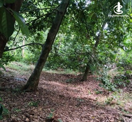 Land for Sale in Kandy - Land for Sale in Kandy