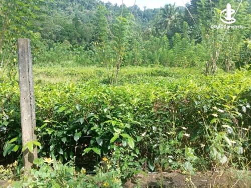 Land for Sale in Kuruwita - Land for Sale in Kuruwita