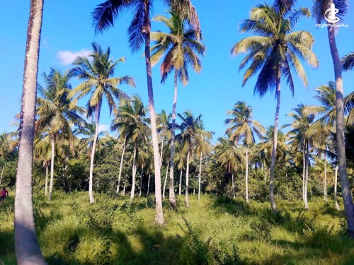 Land for Sale in Nikaweratiya - Coconut Land for Sale in Nikaweratiya