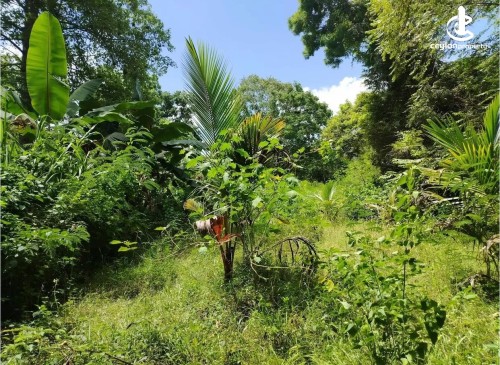 Land for Sale in Nikaweratiya - Land for Sale – Nikaweratiya