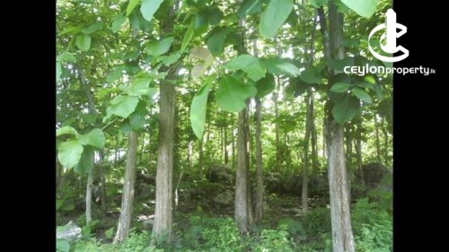 Land for Sale in Nikaweratiya - Teak Plantation Land for Sale in Nikaweratiya – Ambanpola