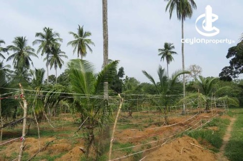 Land for Sale in Nikaweratiya - Teak & Cashew Cultivated Land for Sale in nikaweratiya