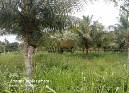 Land for Sale in Puttalam - Coconut Land for Sale – Wilpotha, Puttalam