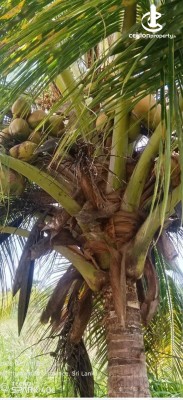 Land for Sale in Anamaduwa - Cultivation Land for Sale – Anamaduwa