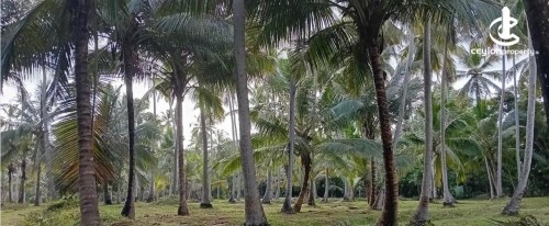 Land for Sale in Katupota - Coconut Plantation for Sale – Katupotha