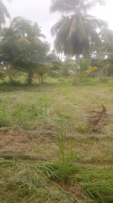 Land for Sale in Puttalam - Coconut Estate for Sale – Puttalam