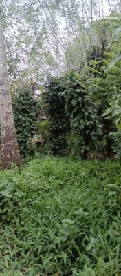 Land for Sale in Kandy - Cultivated Land for Sale – Kandy