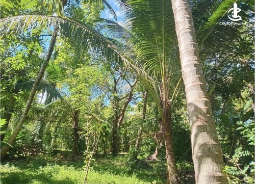 Land for Sale in Narammala - Land for sale in narammala
