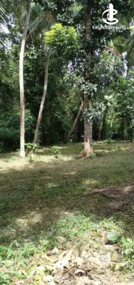 Land for Sale in Minuwangoda - Prime Residential Land for Sale – Minuwangoda