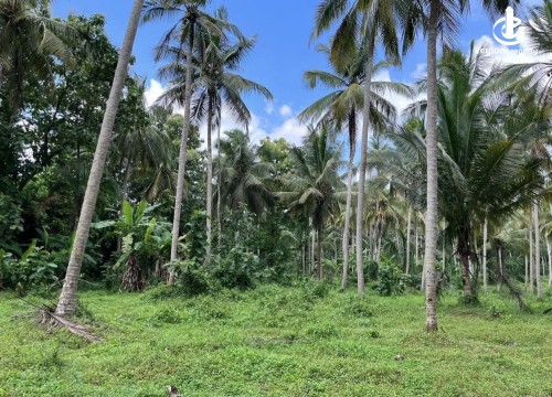 Land for Sale in Polgahawela - Premium Coconut Plantation for Sale – Near Polgahawela Town