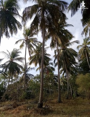Land for Sale in Chilaw - Valuable Coconut Land for Sale – Ahaluwandawa, Halawatha
