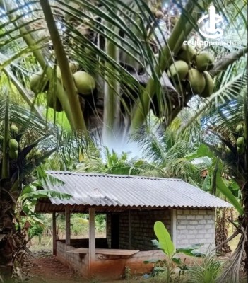 Land for Sale in Puttalam - Coconut land for sale in puttalam