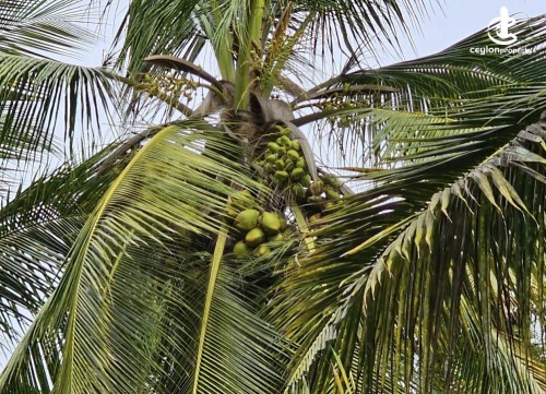 Land for Sale in Anamaduwa - Coconut land for sale in puttalam