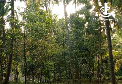 Land for Sale in Polgahawela - Land for Sale – Polgahawela