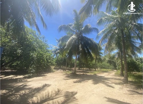 Land for Sale in Buttala - Land for sale in buttala