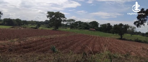Land for Sale in Thanamalwila - Land for sale in thanamalwila