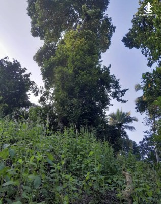 Land for Sale in Kandy - Land for sale in kandy